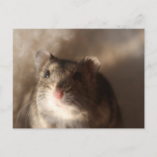 Hamster Postcard Vykort