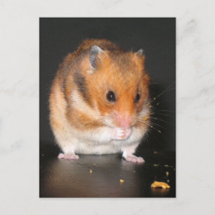 Hamster Postcards Vykort