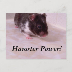 Hamster power Noah, Hamster Power! Vykort