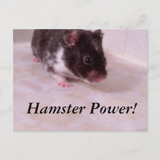 Hamster power Noah, Hamster Power! Vykort (Framsida)