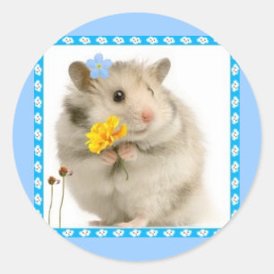 hamster runt klistermärke
