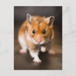 Hamster Vykort