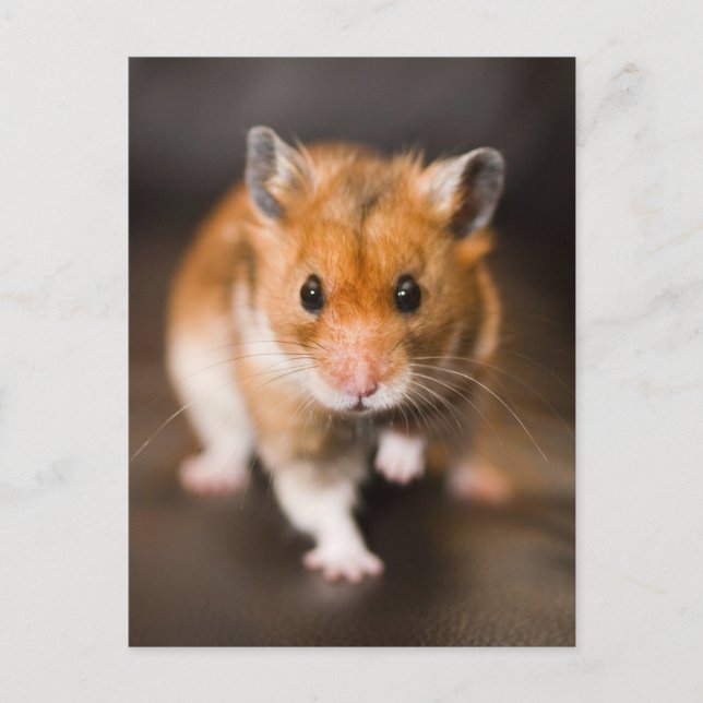 Hamster Vykort (Framsida)