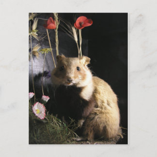 Hamster Vykort