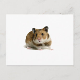 Hamster Vykort