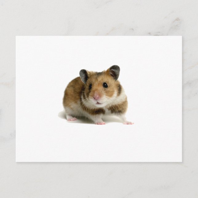 Hamster Vykort (Framsida)
