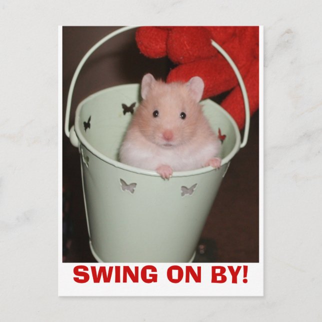 hamster vykort (Framsida)