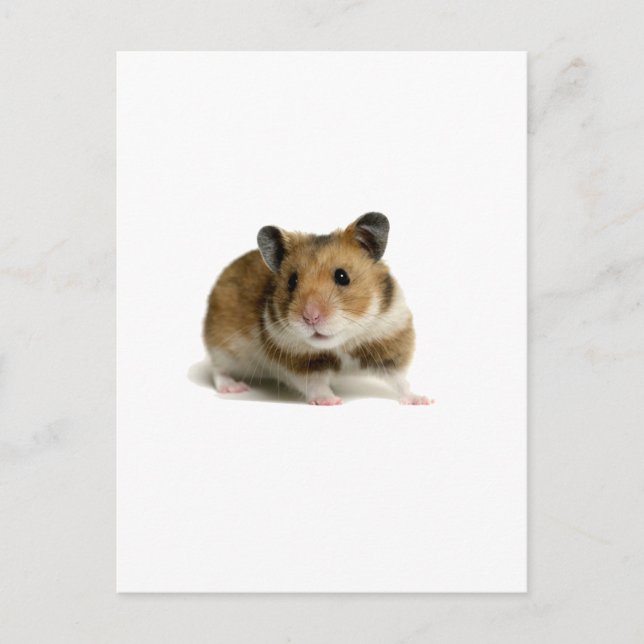 Hamster Vykort (Framsida)