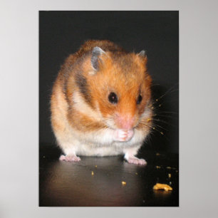 Hamsteraffisch Poster