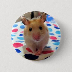Hamsteren Pinback knäppas Knapp