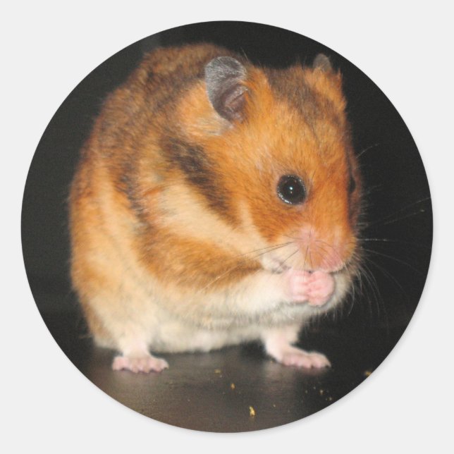 Hamsterklistermärken Runt Klistermärke (Framsida)
