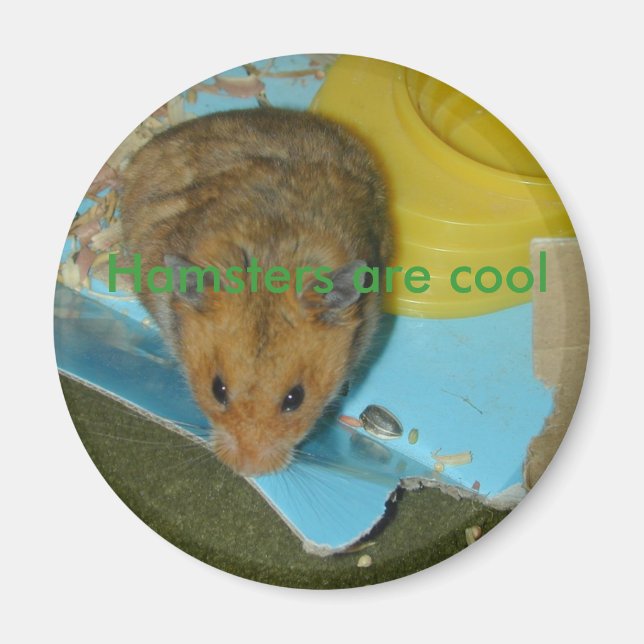 Hamsters är coola Magnet (Framsidan)
