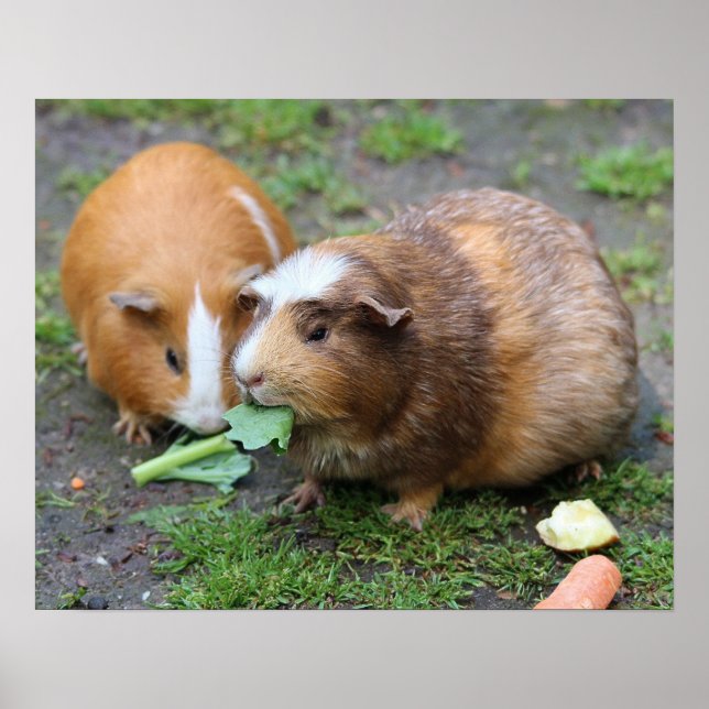 Hamsters Poster (Framsidan)