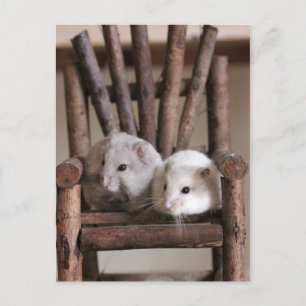 Hamsters vykort
