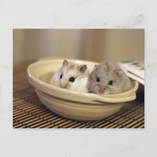 Hamsters vykort