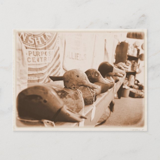 Hämta Ankan på en rad - vykort (Framsida)