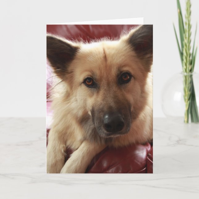 Hämta bra doggy kort (Framsida)