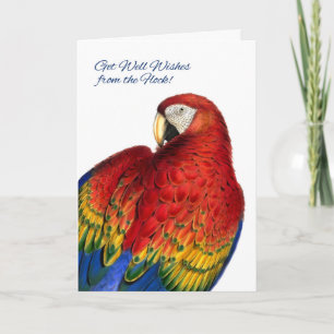 Hämta bra Önskemål från Group Rainbow Macaw Parrot Kort