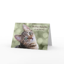 Hämta bra Tabby Kitten med Grönt Bokeh