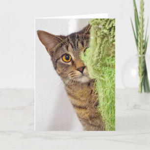 Hämta gammal födelsedagsdag Tabby katt Kort