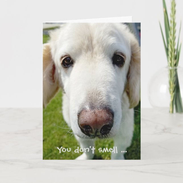 hämta humor-hund nos från födelsedagen kort (Framsida)