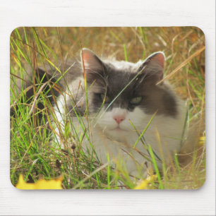 Hämta lite sol. musmatta