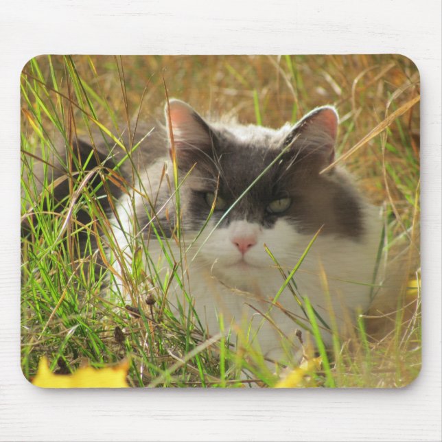 Hämta lite sol. musmatta (Framsidan)