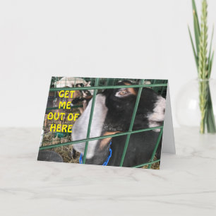 **HÄMTA MIG** VILL SÄGA "GRATTIS PÅ FÖDELSEDAGEN" KORT