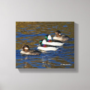 Hämta min Anka på en rad: Fyra Bufflehead Anka Canvastryck