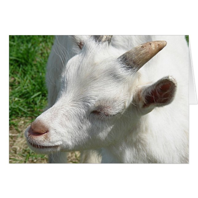 Hämta några skuggor åt mig hälsningskort (Framsidan Horizontal)