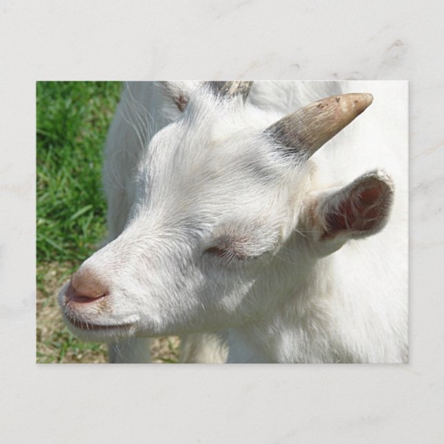 Hämta några skuggor åt mig vykort (Framsida)