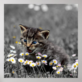 Hämta och ladda ned Cute Adsible Cat Kitten och Poster