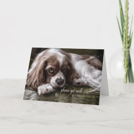 Hämta snart Cocker Spanska Hund på Soffa Kort