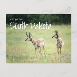 Hämta Vild i South Dakota Vykort