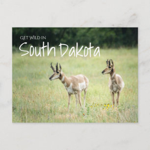 Hämta Vild i South Dakota Vykort