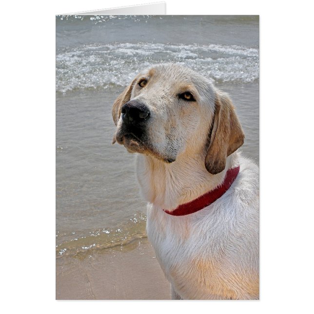 Hämtar Romantik Hälsningskort (Framsidan)