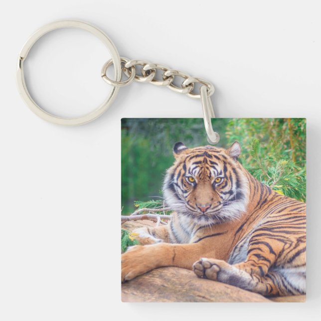 Hämtar tiger-foto med häftande återgivning (Framsidan)