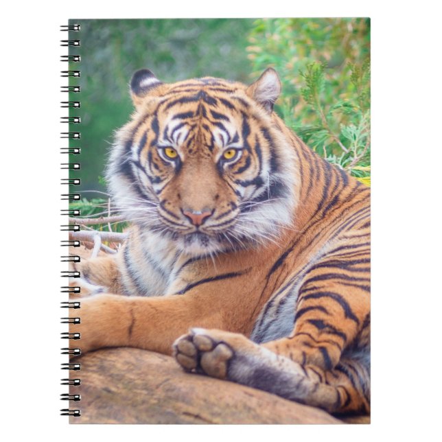 Hämtar tiger-foto med häftande återgivning anteckningsbok (Framsidan)
