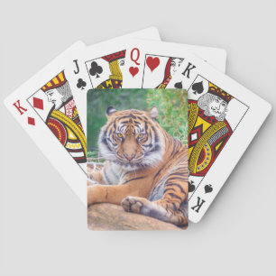 Hämtar tiger-foto med häftande återgivning casinokort