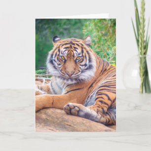Hämtar tiger-foto med häftande återgivning kort