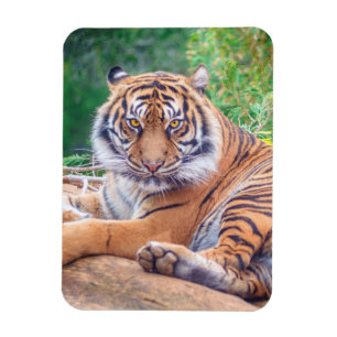 Hämtar tiger-foto med häftande återgivning magnet