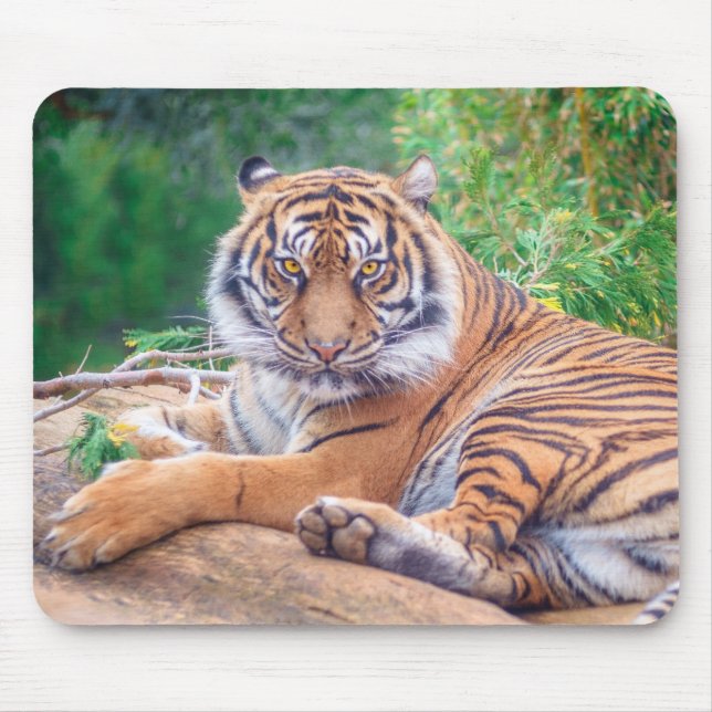 Hämtar tiger-foto med häftande återgivning musmatta (Framsidan)