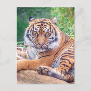 Hämtar tiger-foto med häftande återgivning vykort