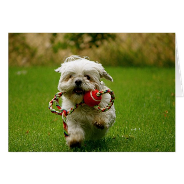 Hämtar valp OBS kort (Framsidan Horizontal)