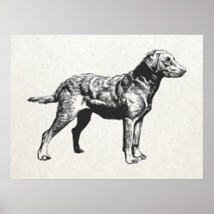 hämtning av chesapeake Bay Poster