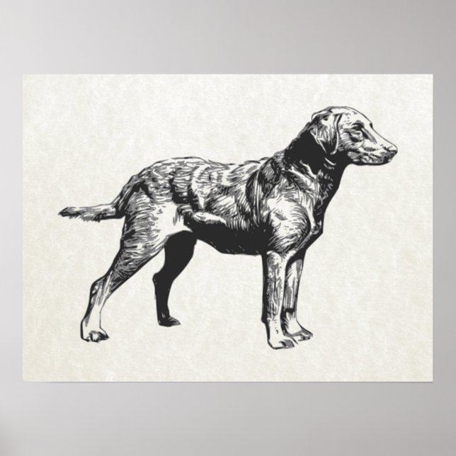 hämtning av chesapeake Bay Poster (Framsidan)