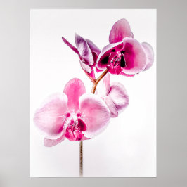 Hämtningsbara Orchider Poster Skriv ut