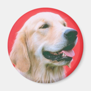 Hämtningspanelen Magnet