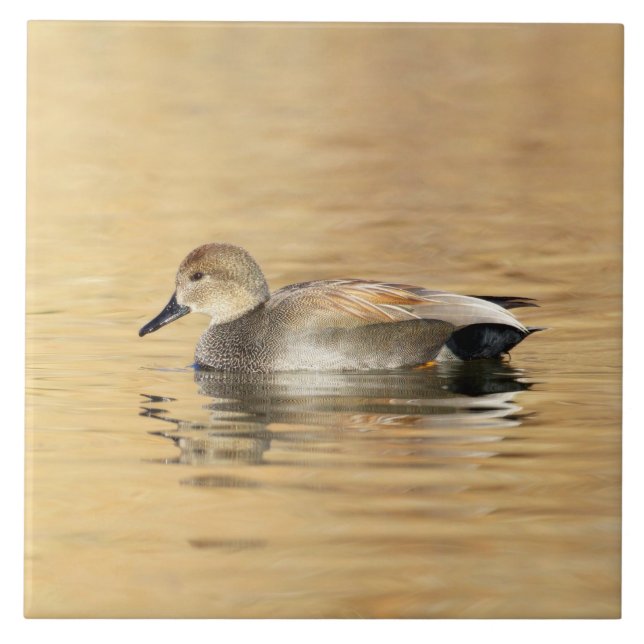 Han Gadwall-anka Kakelplatta (Framsidan)