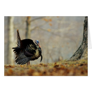 Han kalkon stoltserar, Illinois Hälsningskort